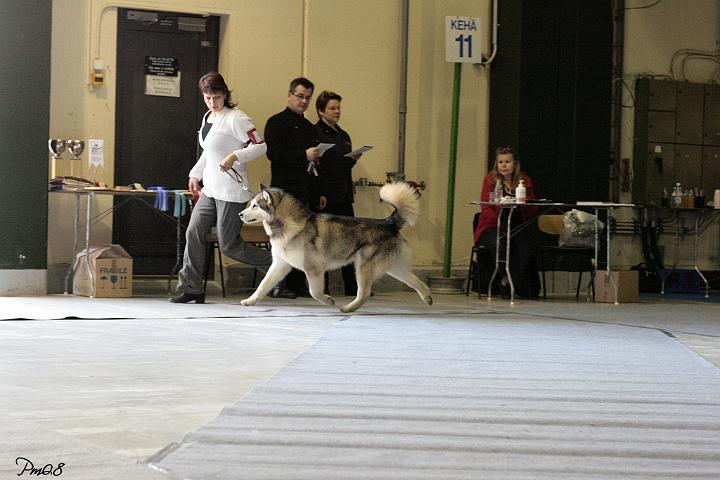 IMG_6628.jpg - Repe Erikoisnäyttelyssä / Repe at Malamute Specialty Show