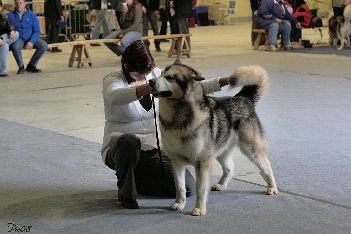IMG_6682.jpg - Repe Erikoisnäyttelyssä / Repe at Malamute Specialty Show