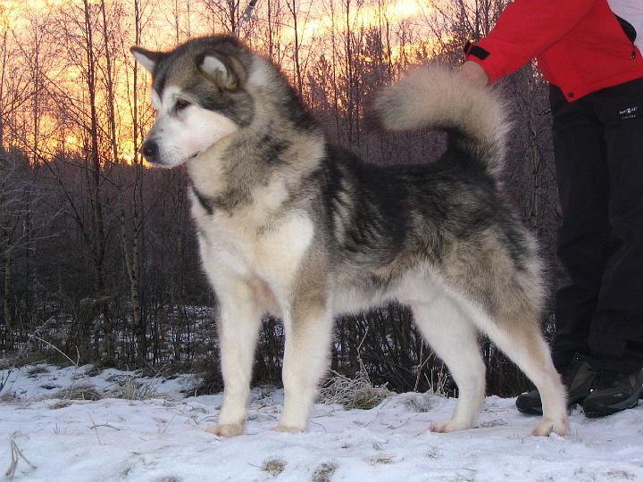 Repe12-07001.jpg - Repe joulukuussa 2007 / Repe at December 2007